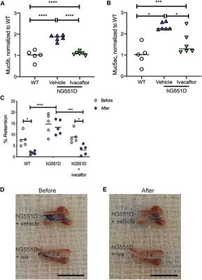 Muc5b Contributes to Mucus Abnormality in Rat Models of Cystic Fibrosis